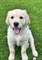 Cooper the Golden Retriever Dog - Golden Retriever. Type your text to hear it in the voice of Cooper the Golden Retriever