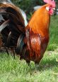 Rooster - Effects Preservation This is a effects preservation of the Rooster effects library recorded, edited and designed