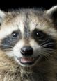 Raccoon (Animal) The raccoon (/rəˈkuːn/ or US: /ræˈkuːn/ ⓘ, Procyon lotor), also spelled racoon[3] and sometimes called