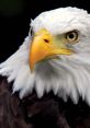 Eagle (Animal) The bald eagle (Haliaeetus leucocephalus) is a bird of prey found in North America. A sea eagle, it has two