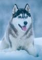 Snow Dogs Snow Dogs is a heartwarming comedy film that was released in 2002. Directed by Brian Levant, the movie tells the