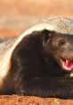 Honey Badger "Honey Badger" is a high-octane action-comedy film released in 2022 that takes viewers on an adrenaline-fueled