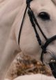 Winter's Tale Trailer The Winter's Tale Trailer offers a mesmerizing glimpse into a mystical and enchanting story. This