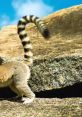 Island of Lemurs: Madagascar Trailer The "Island of Lemurs: Madagascar" trailer offers a mesmerizing glimpse into the