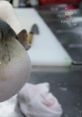 Pufferfish Eating A Karit "Pufferfish Eating A Karit" is a whimsical and enchanting short film made in 2018 by acclaimed