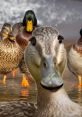 Duckanimals Effects "Duckanimals Effects" is a quirky and entertaining show that features a cast of animated ducks as