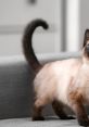 Siamese Cat Meow Siamese Cat Meow is a delightful animated short film that is perfect for cat lovers of all ages. The