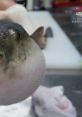 Pufferfish Eating Carrot "Pufferfish Eating Carrot" is a lighthearted and entertaining short film that showcases the amusing