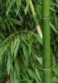 Bamboo Soundboard