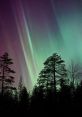 Vibrant auroras dancing over a forest of tall trees, showcasing the beauty of the night sky in Sarki's wilderness.