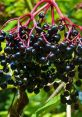 Clusters of ripe black elderberries hanging from a vibrant red stem surrounded by green foliage, ideal for Bez recipes.