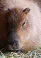 Capybara Soundboard