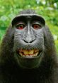 Close-up of a grinning black macaque showcasing its expressive face and vibrant red eyes amidst a lush green background.