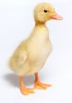 #Duck #duck and effects to download and play.