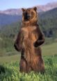 Grizzly bear standing tall in a lush green meadow with mountains in the background, showcasing its majestic stature.