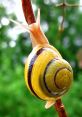Snails Soundboard