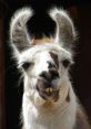 Lama Lama and effects to download and play.