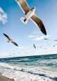 Seagulls Soundboard