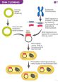 Gene Gene and effects to download and play.