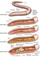 Worm Worm and effects to download and play.