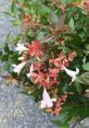 Abelia Abelia and effects to download and play.