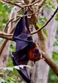 Fruit bat hanging upside down from a branch in lush greenery, showcasing its elegant wings and vibrant fur.