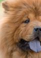 Chow Chow and effects to download and play.