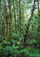 Lush green jungle with dense trees and vibrant foliage, showcasing the rich biodiversity of a tropical rainforest ecosystem.