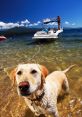 Boat Dog Soundboard