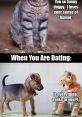 Playful cat and dog meme about humor in dating, showcasing funny expressions and witty captions for entertainment.