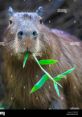 Capibara Capibara and effects to download and play.