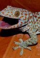 Gecko Gecko and effects to download and play.