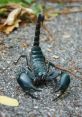 Close-up of a black scorpion on gravel, showcasing its pincers and curved tail, highlighting its striking features.