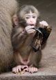Jmamonkey Monkey Monkey Soundboard