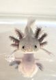 Axolotl The Axolotl, also known as the Mexican walking fish, is a fascinating creature that has captured the attention of