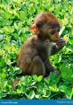 Chinies Monkey Singing If you're feeling a bit adventurous and looking to explore new , why not give "Entre Tu Y Yo