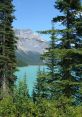 Taiga The word "Taiga" conjures up images of vast, dense forests filled with towering coniferous trees and a diverse array