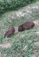 Capybara Coconut Doggy The of "Coconut Malled" immediately transports you to a tropical paradise, with the gentle