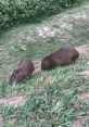 Capybara Coconut Doggy Soundboard