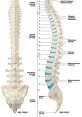 The Spine The Spine, the central support structure of the human body, contains a symphony of that range from the subtle