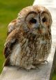 Tawny Owl The Tawny Owl, known for its distinctive "Twit Twoo" call, is a majestic bird of prey that can be found in