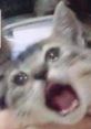 Discord Cat Scream The first that catches your attention is the piercing "Cat scream into the camera77". This high-pitched,