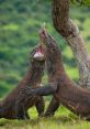 Komodo The island of Komodo is known for its stunning landscapes, rich biodiversity, and of course, the famous Komodo