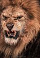 Lion Roar The majestic roar of a lion is a like no other in the animal kingdom. It is a powerful, deep and resonant 