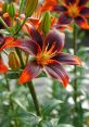 Lilium The of "Lilium, Lilium, Lilium" echoes softly through the air, carrying with it a sense of mystery and beauty. The