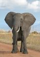 Elephant The first that echoes through the jungle is the mournful crying of the Animanimals elephant trunk. The is