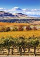 Scenic Walla Walla vineyard landscape showcasing vibrant fall colors and rolling hills under a clear blue sky.