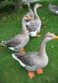 Geese Canadian Geese are known for their distinctive honking that can be heard from miles away. The of Canadian Geese