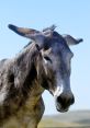 Burro Burro Burro can be powerful tools for communication, conveying emotions, thoughts, and even humor. The subject of