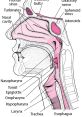 Throat The first that comes to mind when thinking about the throat is the familiar "throat clear". This gentle yet guttural